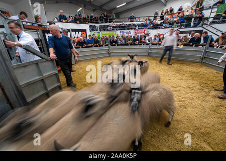 Mule gimmer Lämmer verlassen den Ring nach einer Zucht Verkauf, Cumbria, Großbritannien verkauft wird. Stockfoto