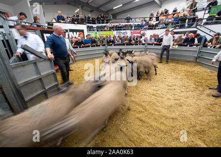 Mule gimmer Lämmer verlassen den Ring nach einer Zucht Verkauf, Cumbria, Großbritannien verkauft wird. Stockfoto