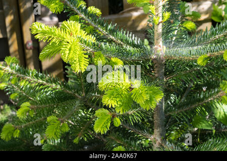 Junge Zweige von Abies nordmanniana (nordmanntanne) im Frühjahr Stockfoto