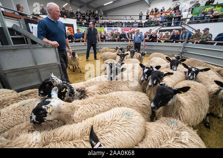 Mule gimmer Lämmer verlassen den Ring nach einer Zucht Verkauf, Cumbria, Großbritannien verkauft wird. Stockfoto
