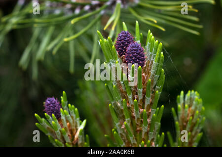 Die Entwicklung von violett gefärbt weiblichen Zapfen von Pinus mugo mughus (Zwerg mountain pine) im Frühling Stockfoto