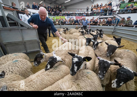 Mule gimmer Lämmer verlassen den Ring nach einer Zucht Verkauf, Cumbria, Großbritannien verkauft wird. Stockfoto