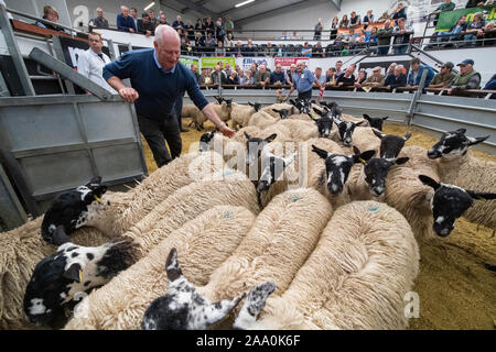 Mule gimmer Lämmer verlassen den Ring nach einer Zucht Verkauf, Cumbria, Großbritannien verkauft wird. Stockfoto