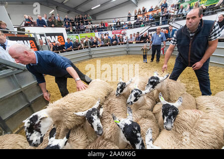 Mule gimmer Lämmer verlassen den Ring nach einer Zucht Verkauf, Cumbria, Großbritannien verkauft wird. Stockfoto