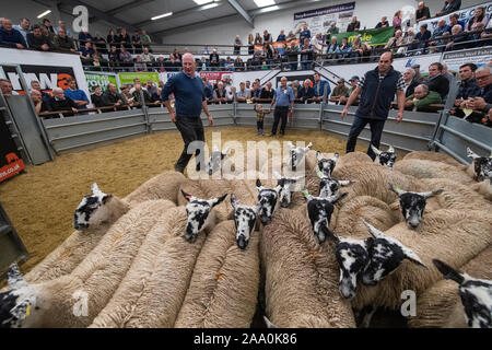 Mule gimmer Lämmer verlassen den Ring nach einer Zucht Verkauf, Cumbria, Großbritannien verkauft wird. Stockfoto