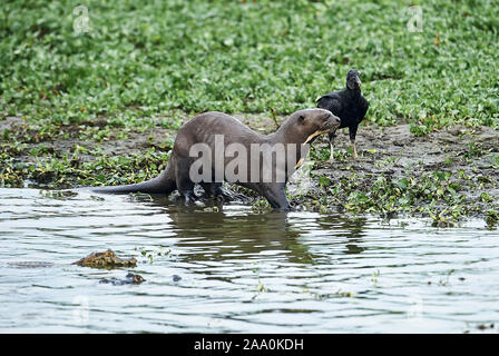 Giant River Otter (Pteronura brasiliensis), das Pantanal, Mato Grosso, Brasilien Stockfoto