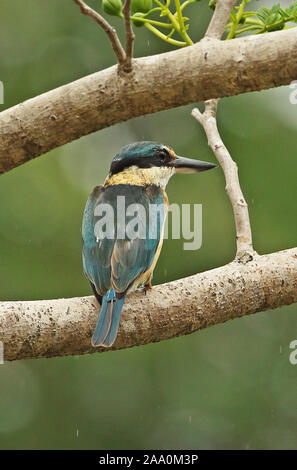 Heilige Kingfisher (Todiramphus sanctus Sanctus) Erwachsenen auf dem Zweig in der regen Port Moresby, Papua Neu Guinea Juli gehockt Stockfoto