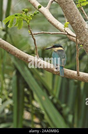 Heilige Kingfisher (Todiramphus sanctus Sanctus) Erwachsenen auf dem Zweig in der regen Port Moresby, Papua Neu Guinea Juli gehockt Stockfoto