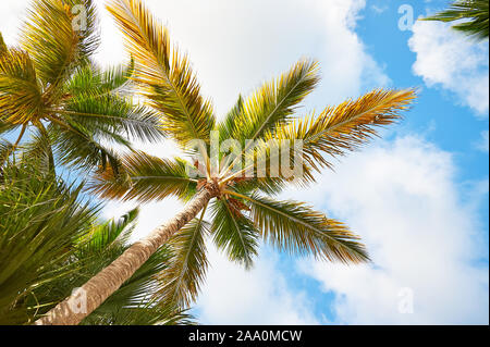 Kokospalmen gegen den Himmel. Palm Beach In Tropisch Idyllisch Paradise Island - Karibik - Dominikanische Republik Punta Cana Stockfoto