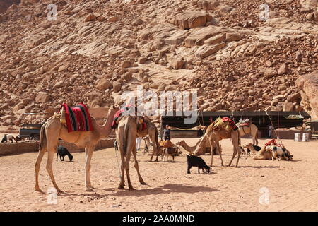 Ain Abu Aineh (manchmal fälschlicherweise als Lawrence Spring dargestellt), Wadi Rum Protected Area, Gouvernement Aqaba, Jordanien, Naher Osten Stockfoto