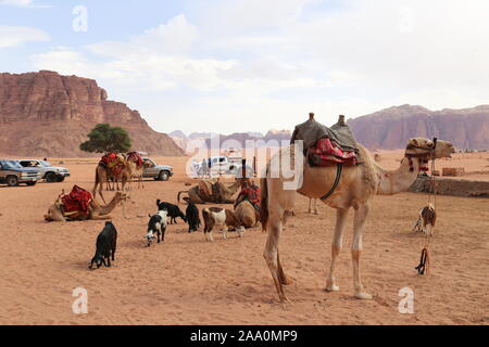 Ain Abu Aineh (manchmal fälschlicherweise als Lawrence Spring dargestellt), Wadi Rum Protected Area, Gouvernement Aqaba, Jordanien, Naher Osten Stockfoto