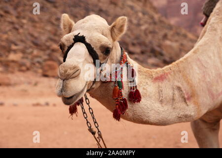 Dromedarkamel, Ain Abu Aineh (manchmal fälschlicherweise als Lawrence Spring dargestellt), Wadi Rum Protected Area, Gouvernement Aqaba, Jordanien, Naher Osten Stockfoto
