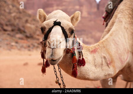 Dromedarkamel, Ain Abu Aineh (manchmal fälschlicherweise als Lawrence Spring dargestellt), Wadi Rum Protected Area, Gouvernement Aqaba, Jordanien, Naher Osten Stockfoto
