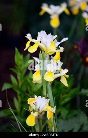 Dutch Iris Angel Wings, Iris x hollandica Angel Wings, Gelb, Weiß, Blumen, Frühling, Garten, Gärten, RM Floral Stockfoto