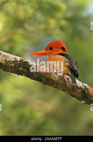 Yellow-billed Kingfisher (Syma torotoro torotoro) adut männlichen thront auf Zweig Varirata National Park, Papua-Neuguinea Juni Stockfoto