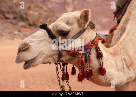 Dromedarkamel, Ain Abu Aineh (manchmal fälschlicherweise als Lawrence Spring dargestellt), Wadi Rum Protected Area, Gouvernement Aqaba, Jordanien, Naher Osten Stockfoto