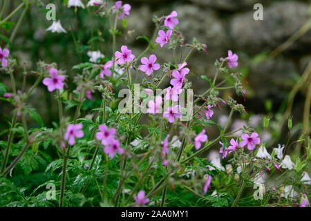 Geranium palmatum, rosa Magenta Blumen, Blüte, krautige Staude, Kanarische Insel, Geranien, RM Floral Stockfoto