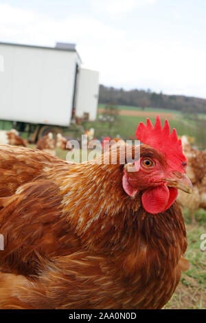 Hühner in Freilandhaltung mit Auslauf in einer Wiese. Im Hintergrund steht ein mobiles Hühnerhaus. Stockfoto