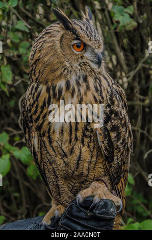 In der Adlerwarte Kreuzenstein Kreuzenstein (Adler), ein junges Team von hochqualifizierten Falkner erwarten Sie mit einer ganz besonderen Art von Ausflug. Stockfoto