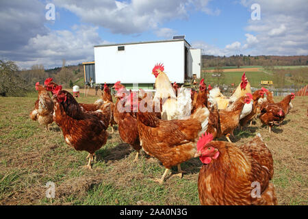 Hühner in Freilandhaltung mit Auslauf in einer Wiese. Im Hintergrund steht ein mobiles Hühnerhaus. Stockfoto