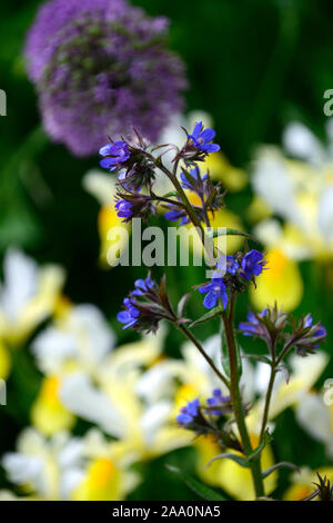 Anchusa azurea Dropmore, Allium purple Sensation, Dutch Iris Angel Wings, Iris x hollandica Angel Wings, Blau, Lila, Gelb, Weiß, Blumen, Allium purple se Stockfoto