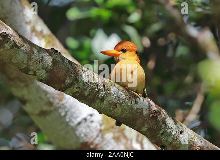 Yellow-billed Kingfisher (Syma torotoro torotoro) adut männlichen thront auf Zweig Varirata National Park, Papua-Neuguinea Juni Stockfoto