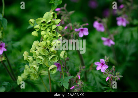 Helleborus purpurascens, Christrosen, stinkende Nieswurz, Geranium palmatum, rosa Magenta Blumen, Blüte, krautige Staude, Kanarische Insel, Geranien, RM Flo Stockfoto