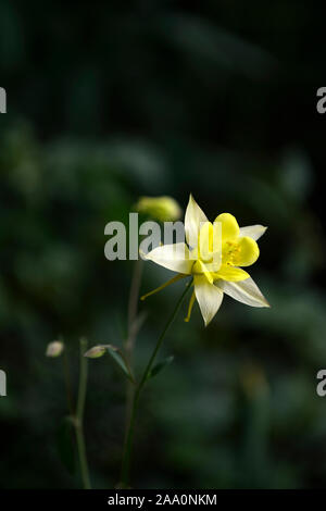 Aquilegia chrysantha Königin Gelb, Gelb, Blumen, Frühling, Garten, Gärten, RM Floral Stockfoto
