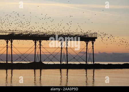 Aberystwyth, Wales, UK. Nov, 2019 18. Eine herrliche warme Winter tag auf der West Wales Küste, Sonnenuntergang bringt in einem murmuration Tausende von Staren in der Abenddämmerung von der Fütterung Felder um die walisische Küste auf der eisernen Beine der viktorianischen Badeort Pier zum roost. Credit: Mike Davies/Alamy leben Nachrichten Stockfoto