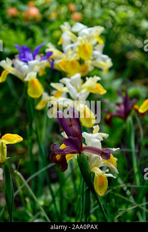 Iris x hollandica red Ember, Angel Wings, Dutch Iris Auge des Tigers, Rost, Kupfer, Weiß, Gelb, Dutch Iris, Frühling, Blume, Blumen, Garten, RM Floral Stockfoto