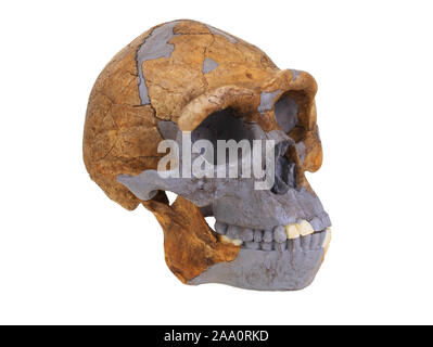 Stammesgeschichte der Menschheit, die Evolution der Menschen, Stammbaum des Menschen, Sch‰delreplik von Homo erectus (Peking). Stockfoto