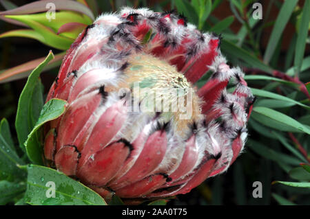 Nahaufnahme der banksia Blume, die nur in Australien ist. Stockfoto