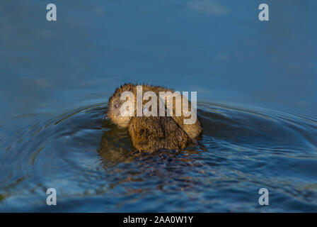 European Water Vole (Arvicola amphibischen) Schwimmen in einem Bach eine youngster in South Yorkshire. Stockfoto