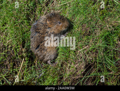 European Water Vole (Arvicola amphibischen) am Ufer eines Baches in der Sonne in South Yorkshire. Stockfoto