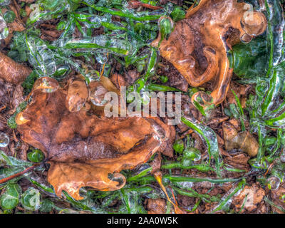 Herbst Laub im Wald auf dem Boden und in Eis eingefroren Stockfoto