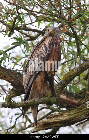 Red Kite warten auf Fisch Stockfoto