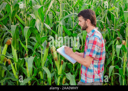 Männliche Landwirt Kontrolle Pflanzen auf seiner Farm. Agribusiness Konzept, Landwirtschaftlicher Ingenieur in einem Maisfeld mit einer Tablette, schreibt Informationen. Agron Stockfoto