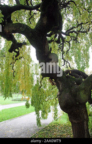 Pflanzen und Blumen im Herbst, Zagreb, Kroatien Stockfoto