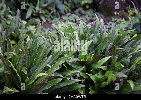 Pflanzen und Blumen im Herbst, Zagreb, Kroatien Stockfoto