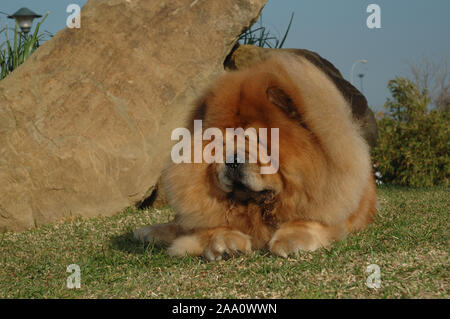 Portrait von Kopf Chow Chow reinrassigen Hund ruht auf dem Gras Stockfoto