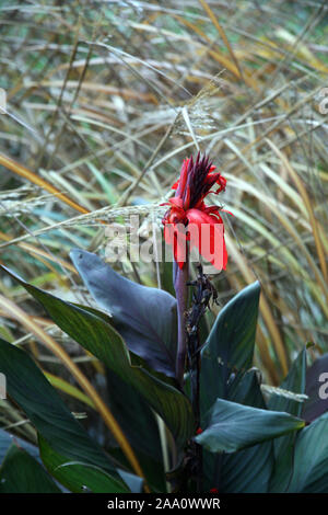 Pflanzen und Blumen im Herbst, Zagreb, Kroatien Stockfoto