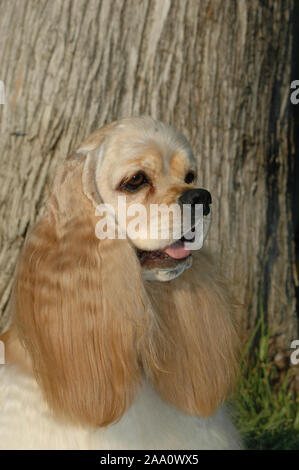 Porträt des Kopfes amerikanischen Cocker Spaniel braune Farbe Stockfoto