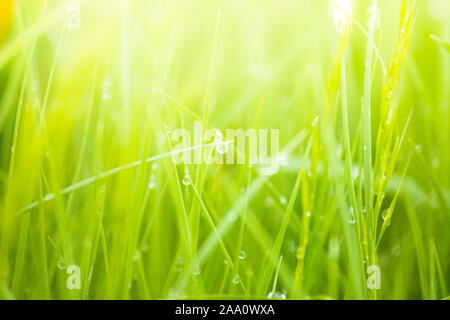 Natürlich grüne Gras Hintergrund mit kopieren. Frisches Wasser Tautropfen auf Blades der Rasen. Makro Nahaufnahme Natur fotografieren. Umwelt Konzept. Stockfoto