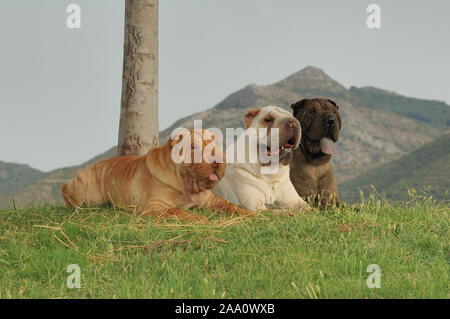 Gruppe von drei Shar pei Hund reinrassig mit verschiedenen Farben Stockfoto