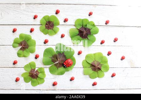 Das Bild zeigt Glücksklee auf weißem Boards Stockfoto