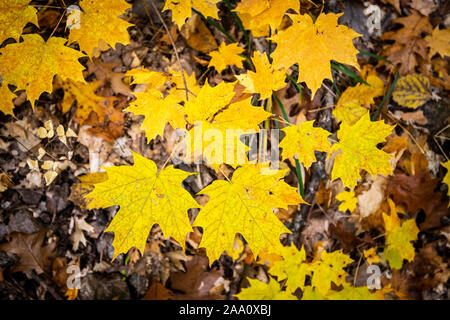 Schöne und bunte Blätter im Herbst Wald im Nationalpark gefallen Stockfoto