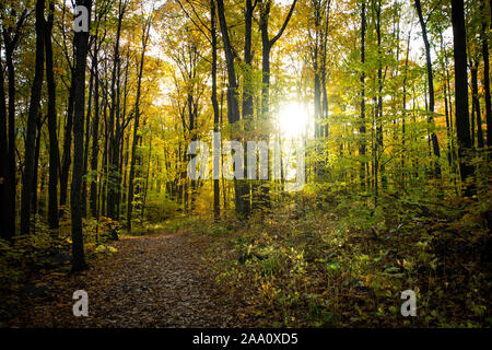 Beautiful forest with colorful autumn leaves in national park Stockfoto