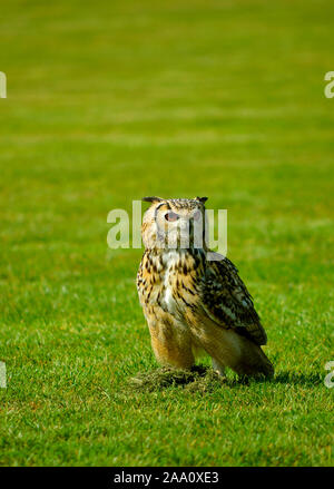 Uhu Bubo bubo Lateinischer Name in einem Feld Stockfoto