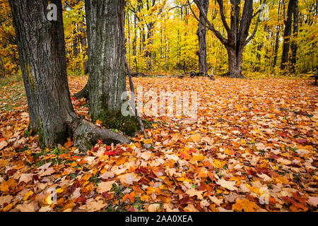 Schöne und bunte Blätter im Herbst Wald im Nationalpark gefallen Stockfoto