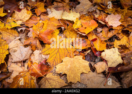 Schöne und bunte Blätter im Herbst Wald im Nationalpark gefallen Stockfoto